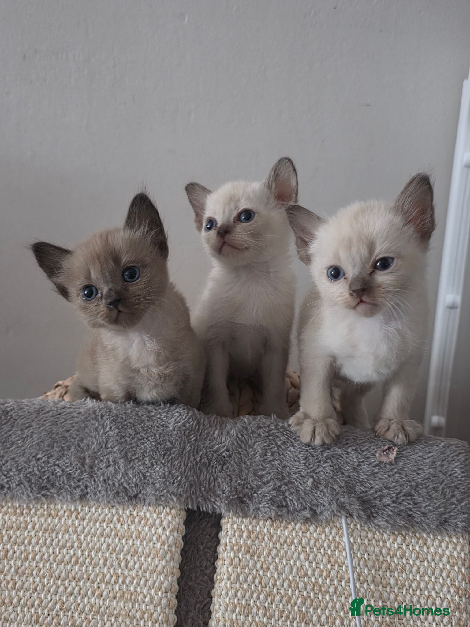Burmese cats Burmese kittens for sale  - Advert 3