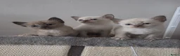 Burmese cats for sale: Burmese kittens for sale  in High Wycombe - Advert 9