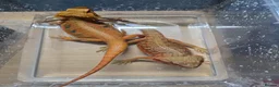 Bearded Dragon reptiles for sale: full setup + 2 female bearded dragons in Northampton - Advert 2