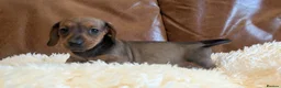 Miniature Dachshund dogs for sale: Beautiful Miniature Dachshund Puppies  - Advert 12