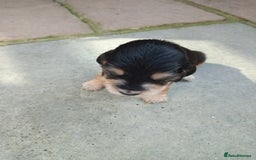 Cocker Spaniel dogs for sale: KC reg show cocker spaniel puppies  - Image 8