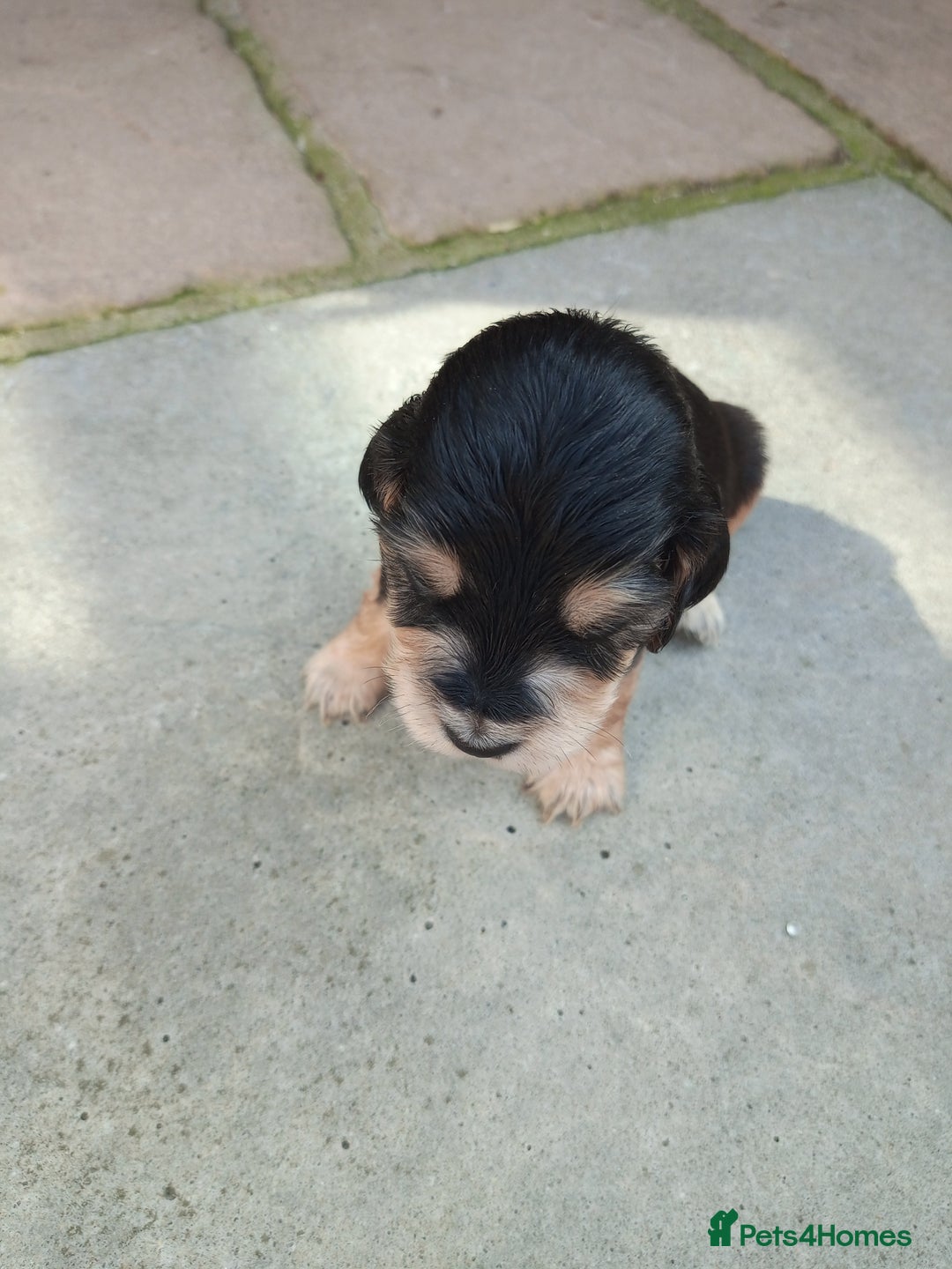 Cocker Spaniel dogs for sale: KC reg show cocker spaniel puppies  - Image 8