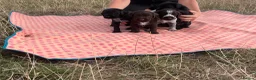 German Wirehaired Pointer dogs for sale: KC registered German wire haired pointer puppies in Dunstable - Advert 12