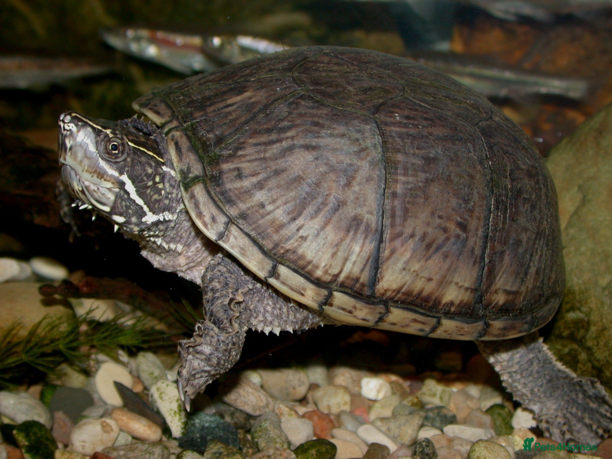 Turtle reptiles Musk Turtle for Rehoming - Advert 19
