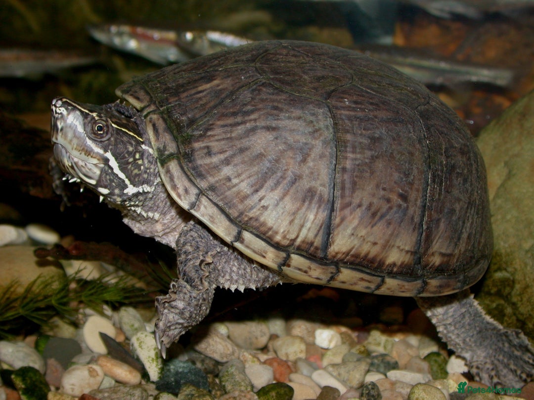 Turtle reptiles for sale: Musk Turtle for Rehoming - Advert 1