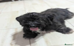 Mixed Breed dogs for adoption: Small playful girl needs a home with another dog - Image 3