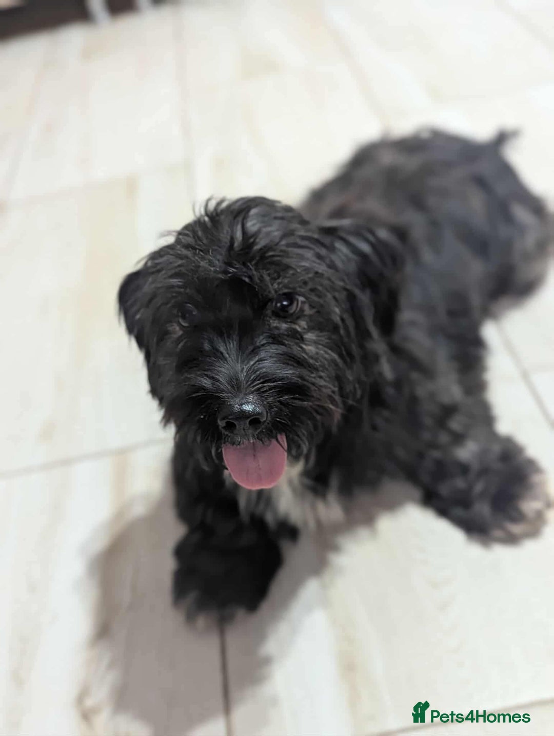 Mixed Breed dogs for adoption: Small playful girl needs a home with another dog - Image 3
