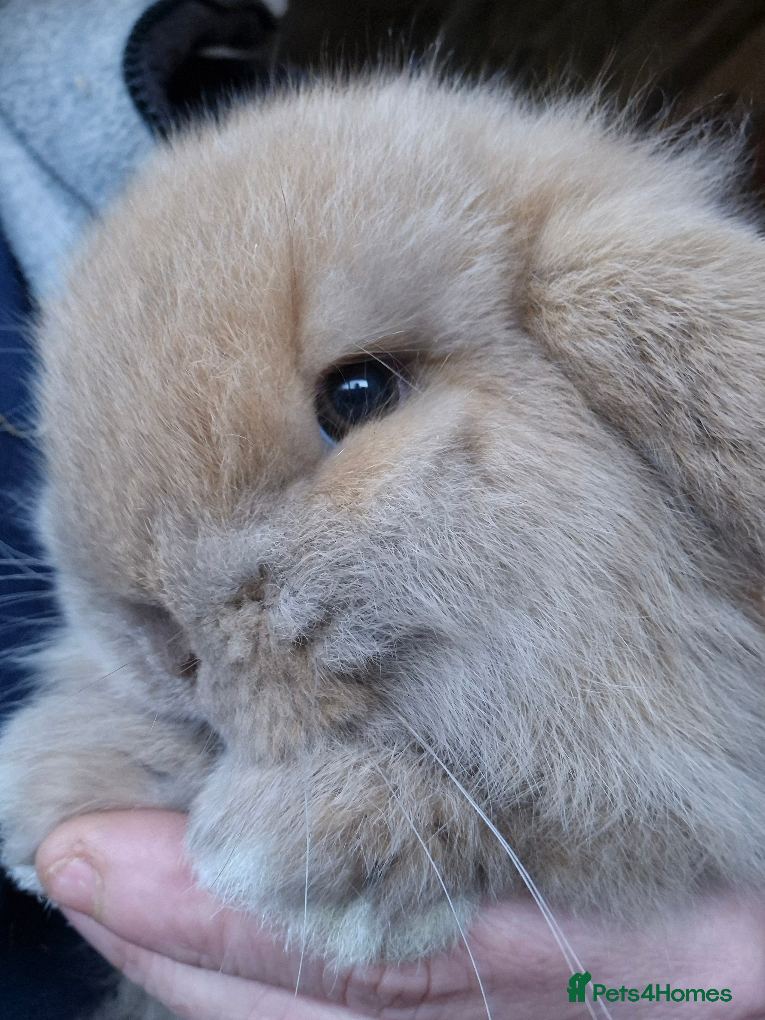 Mini Lop rabbits Mini lop buck.  - Advert 5
