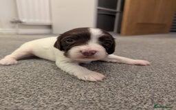 English Springer Spaniel dogs for sale: KC registered, Springer spaniel puppies  - Image 3