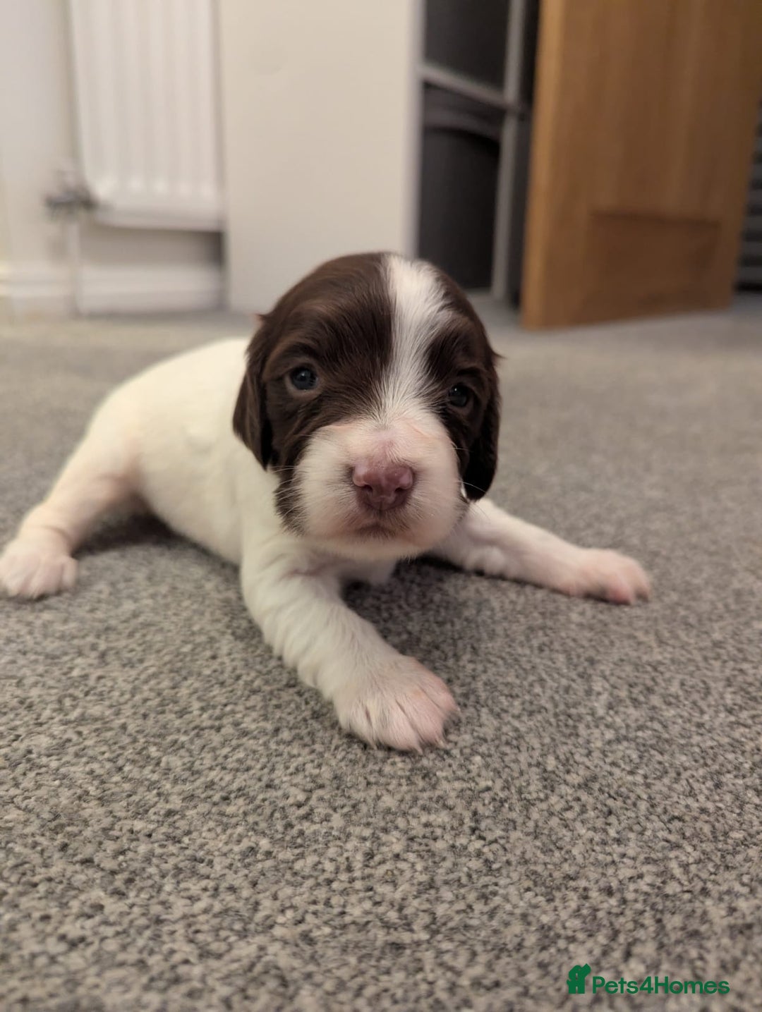 English Springer Spaniel dogs for sale: KC registered, Springer spaniel puppies  - Image 3