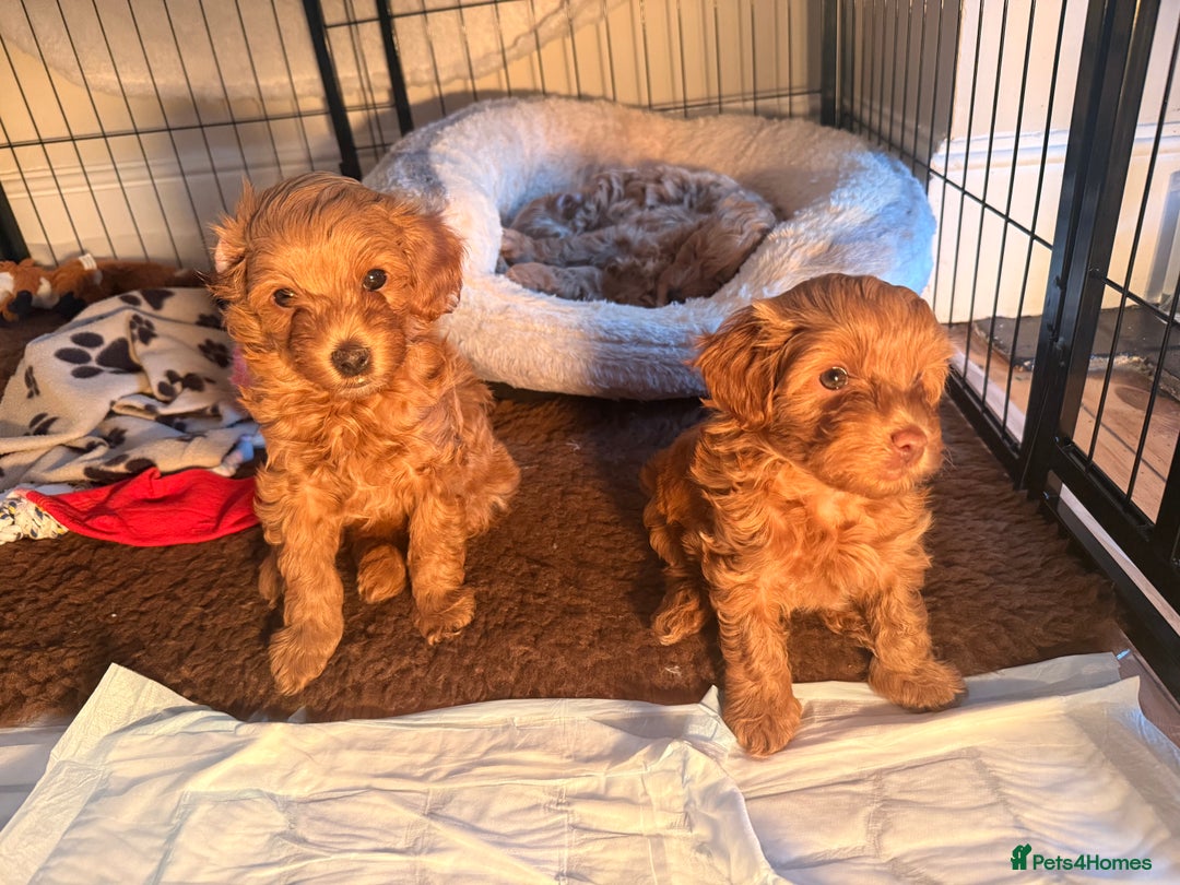 Maltipoo dogs for sale: Rare Red F1B Maltipoo Puppies - Advert 3