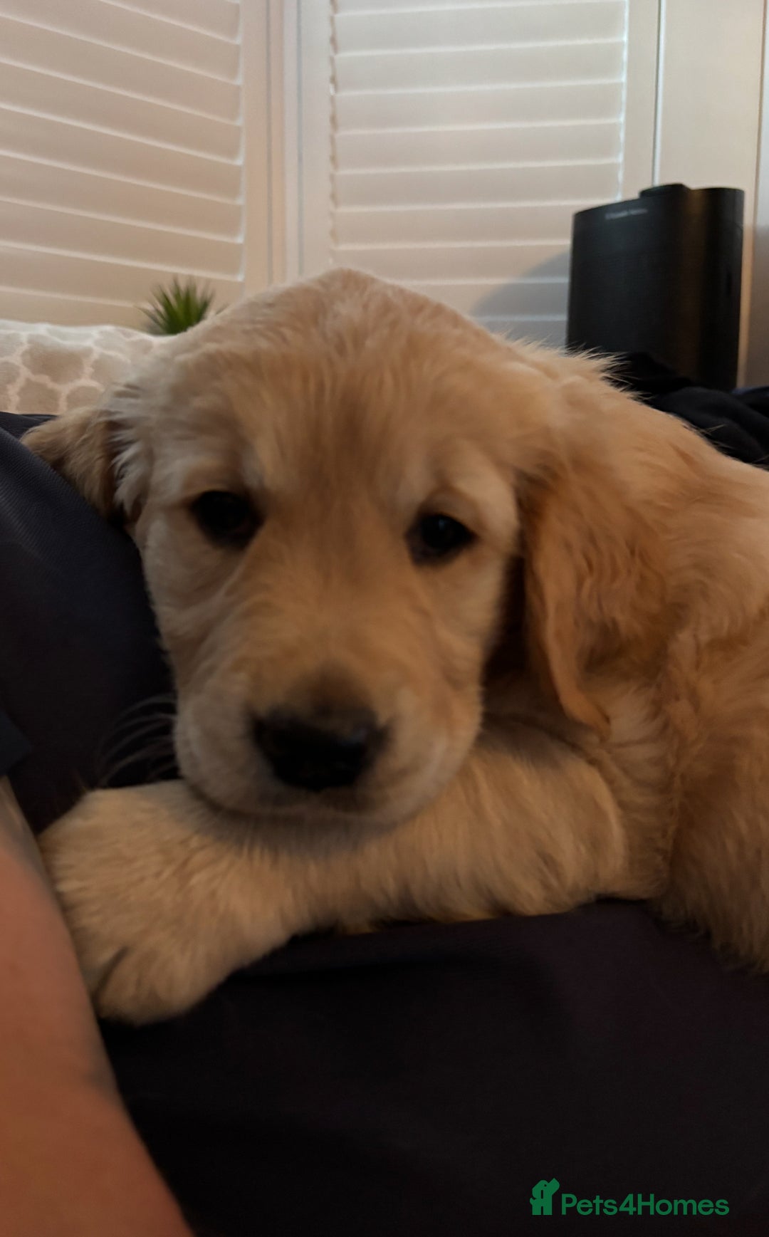 Golden Retriever dogs for sale: Ready now - Golden Retriever Puppies  - Image 12