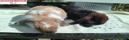 Mini Lop rabbits for sale: Pretty Female & Male Baby Rabbits - Advert 14