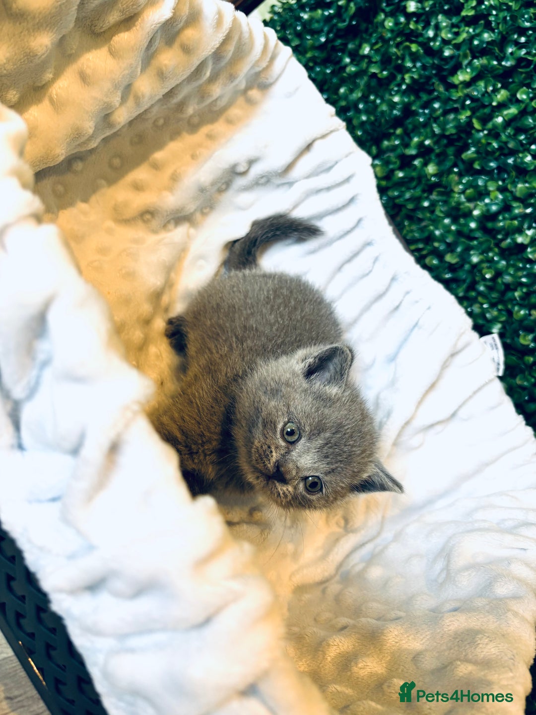British Shorthair cats for sale: British shorthair kittens  - Image 14
