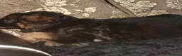 German Shepherd dogs for sale: German shepherd puppies - Advert 12