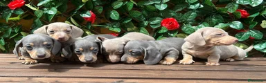 Miniature Dachshund 3