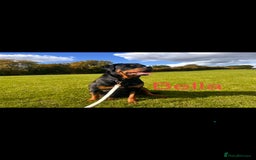 Rottweiler dogs for sale: 8 beautiful chunky Rottweiler puppies  - Image 2