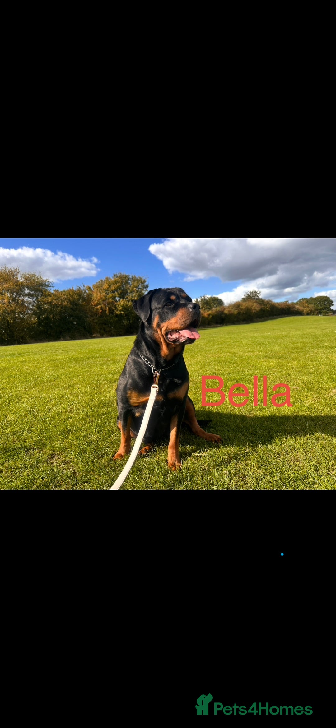 Rottweiler dogs for sale: 8 beautiful chunky Rottweiler puppies  - Image 2
