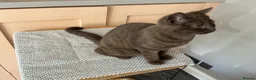 British Shorthair cats for sale: Beautiful chocolate female  - Advert 7