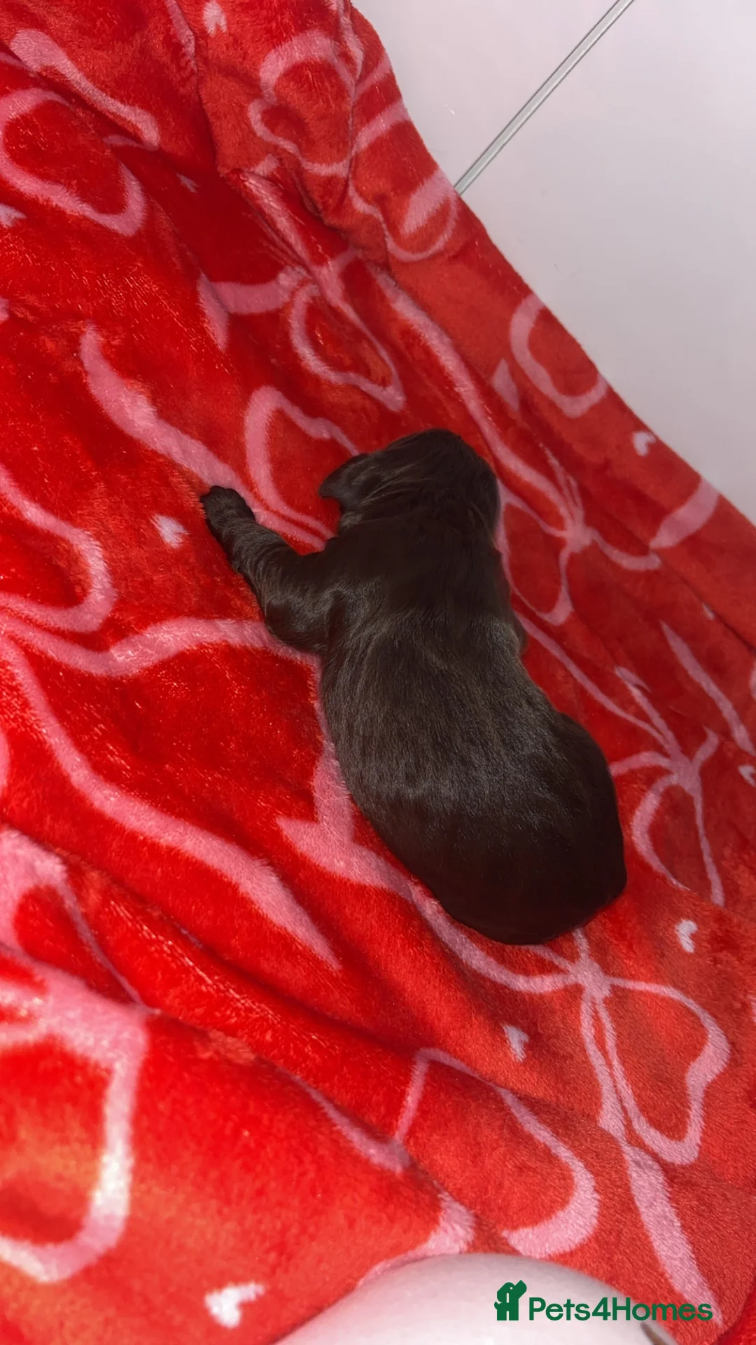 Cocker Spaniel dogs for sale: 4 working cocker spaniel males  - Advert 5