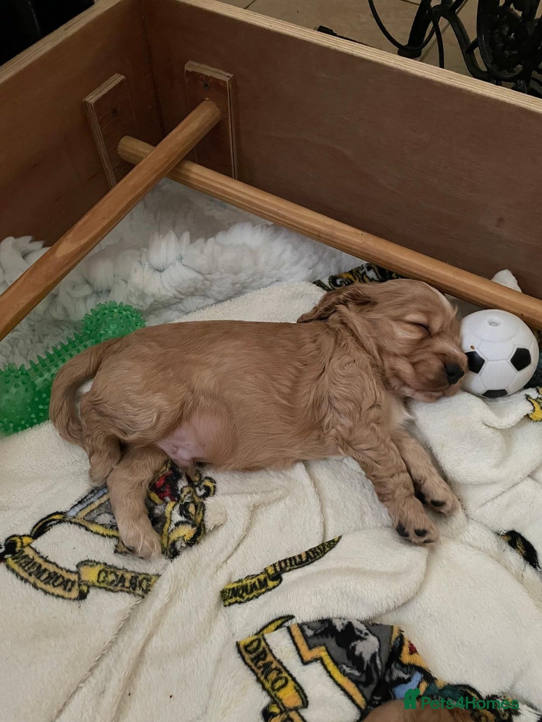 Cockapoo dogs for sale: Cockapoo Pups - Image 17