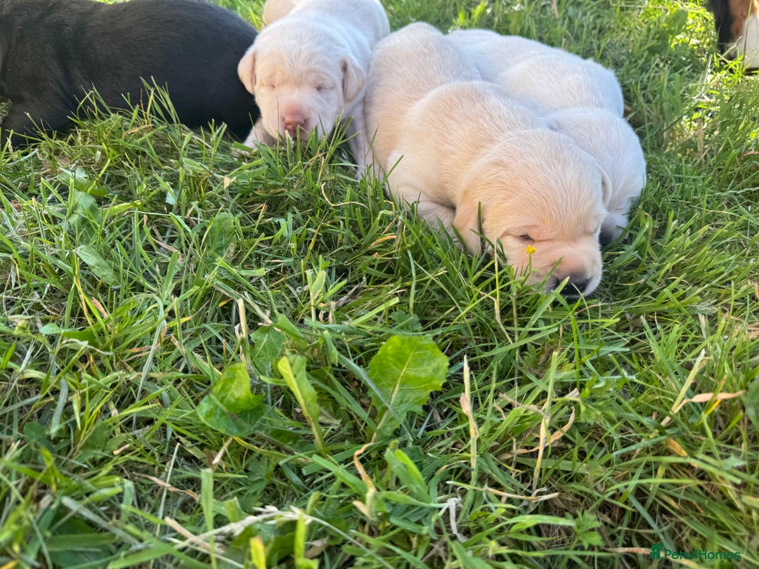 Labrador Retriever dogs for sale: KC health tested Labrador Pups  - Image 14