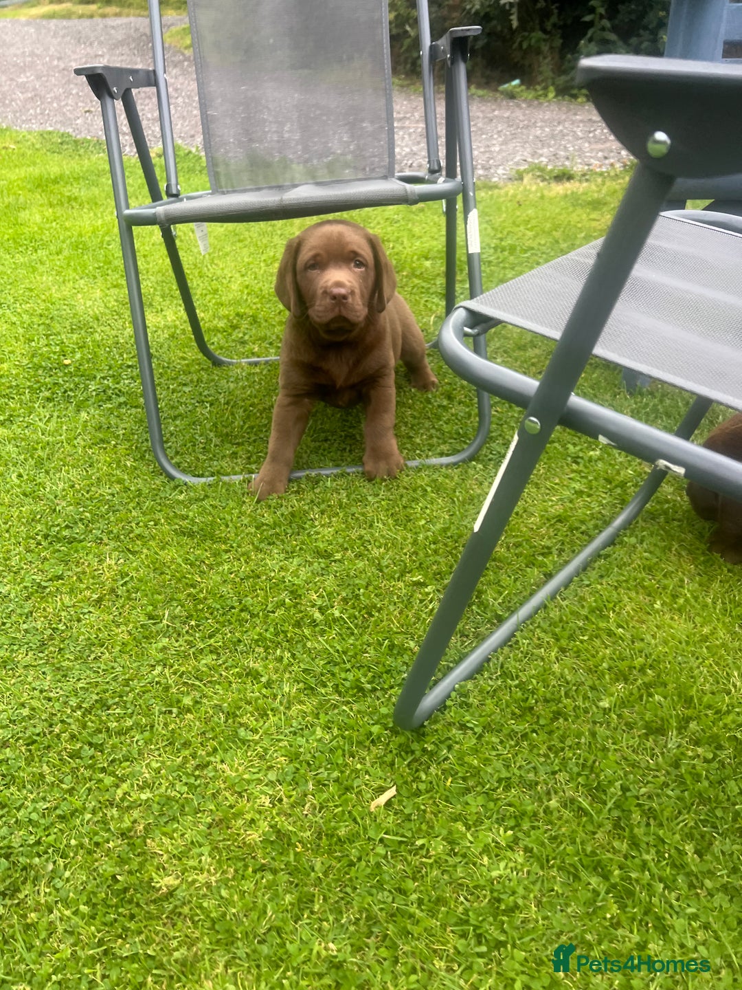 Labrador Retriever dogs for sale: Chunky Chocolate Labrador Puppies - Image 2