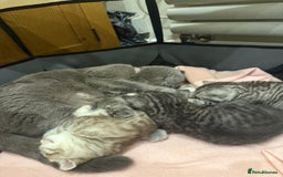 Scottish Fold cats for sale: 😻 Adorable Scottish Fold Kittens For Sale😻 - Image 27