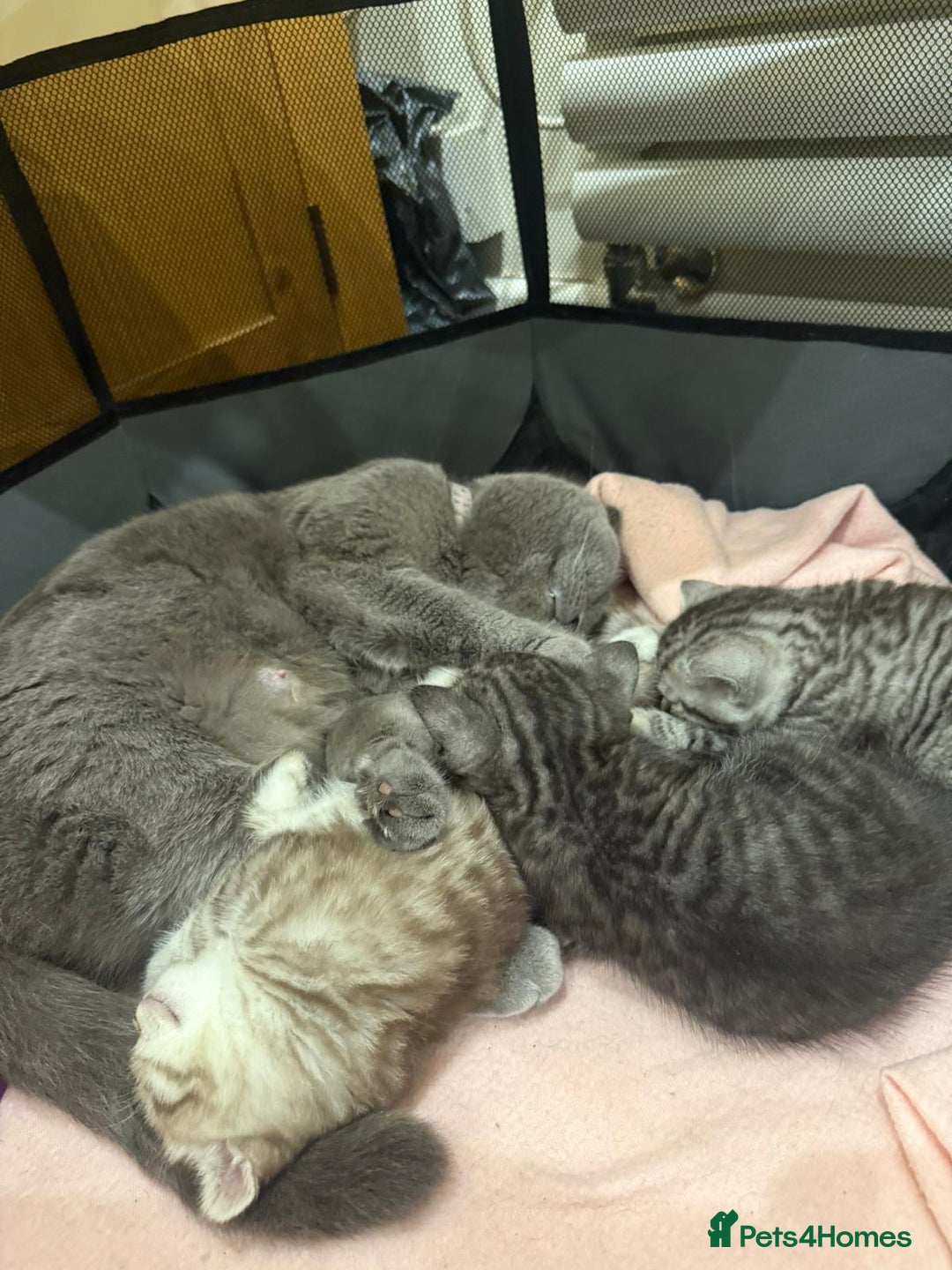 Scottish Fold cats for sale: 😻 Adorable Scottish Fold Kittens For Sale😻 - Image 27