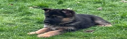 German Shepherd dogs for sale: KC reg German shepherd puppies  - Advert 22