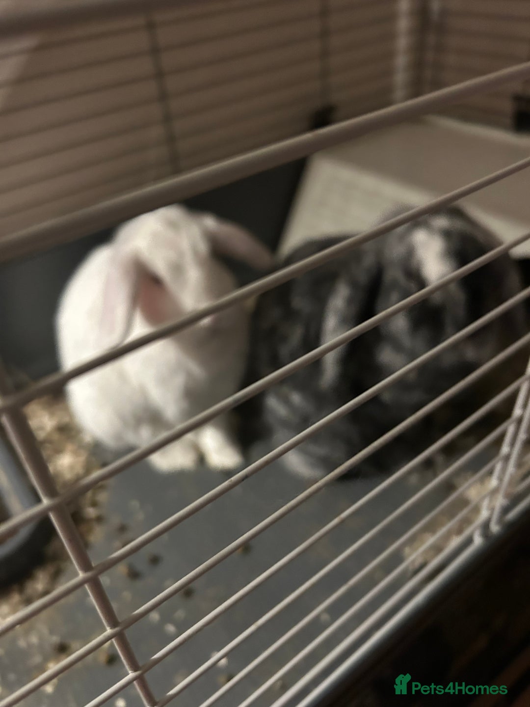 German Lop rabbits for sale: Two male bonded rabbits - Advert 6