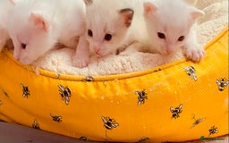 Ragdoll cats for sale: Beautiful Ragdol - Image 17