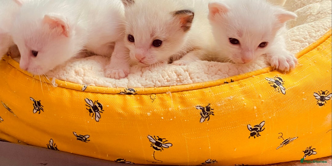 Ragdoll cats for sale: Beautiful Ragdol - Image 17
