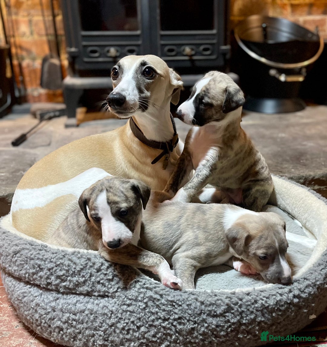 Whippet dogs for sale: Adorable kennel Club registered little Girl  - Advert 9