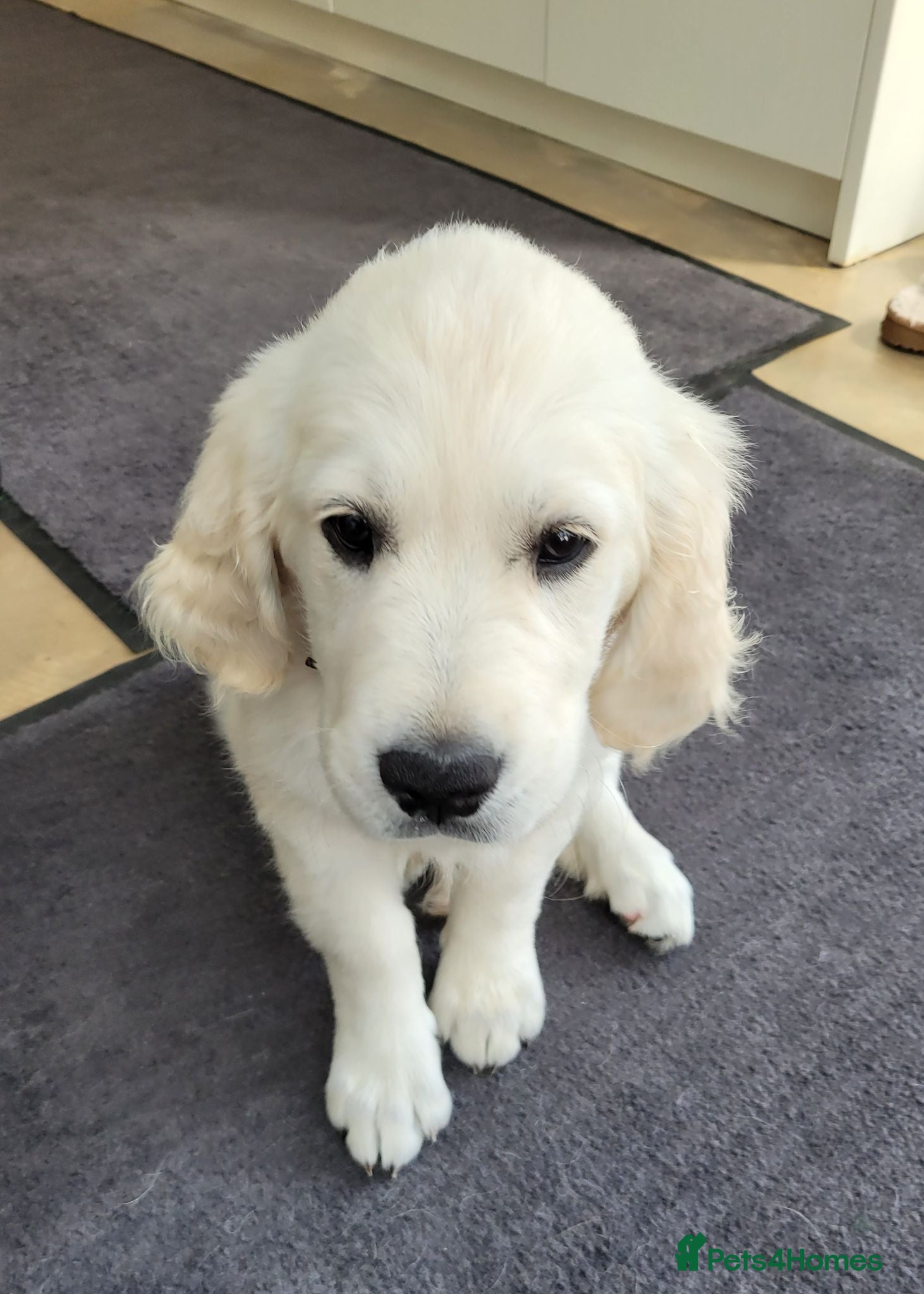 Golden Retriever dogs Stunning Golden Retriever Pup. - Advert 18