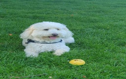 Cavapoo dogs for sale: 5yr Cavapoo rehoming - Image 5