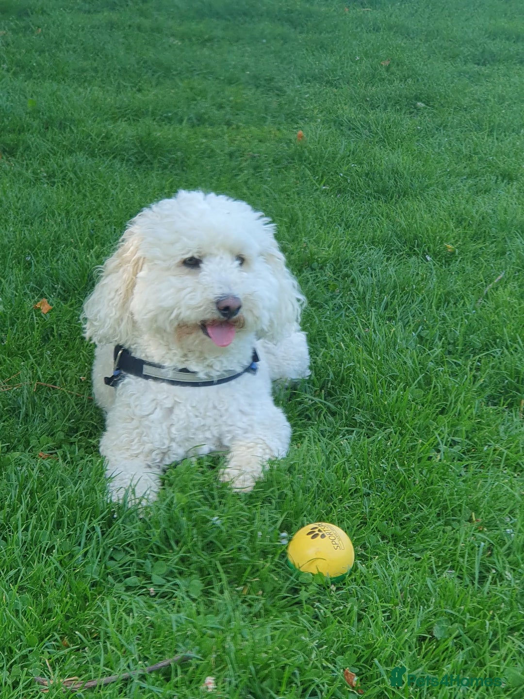 Cavapoo dogs for sale: 5yr Cavapoo rehoming - Image 5