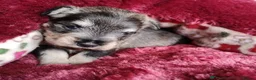 Miniature Schnauzer dogs for sale: Outstanding Miniature Schnauzer puppies - Advert 10