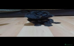 Cockapoo dogs for sale: Beutifull cockapoos  - Image 12