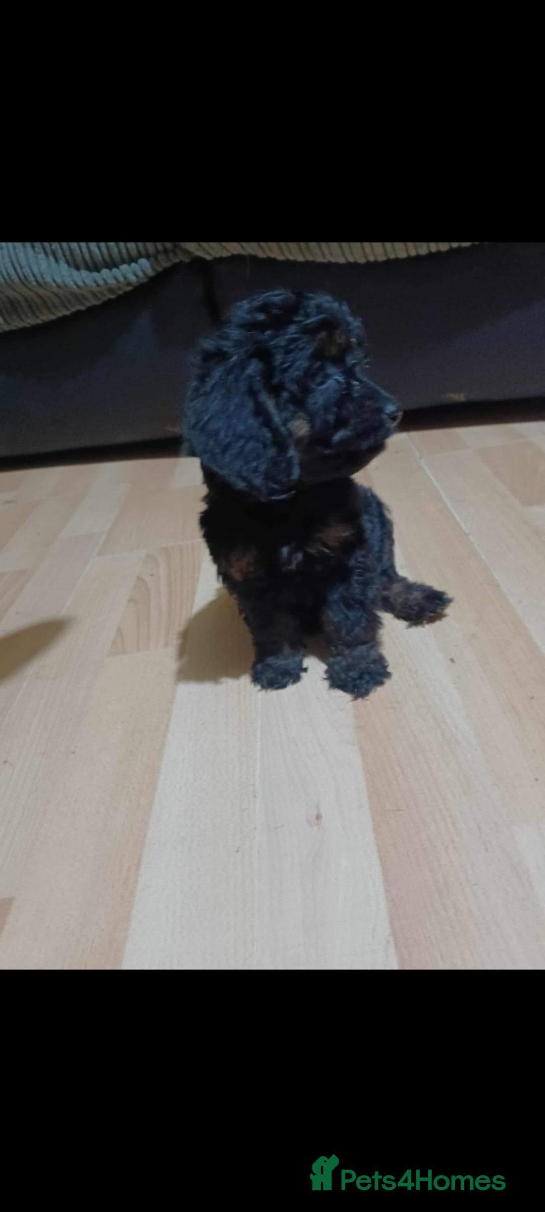 Cockapoo dogs for sale: Beutifull cockapoos  - Image 12