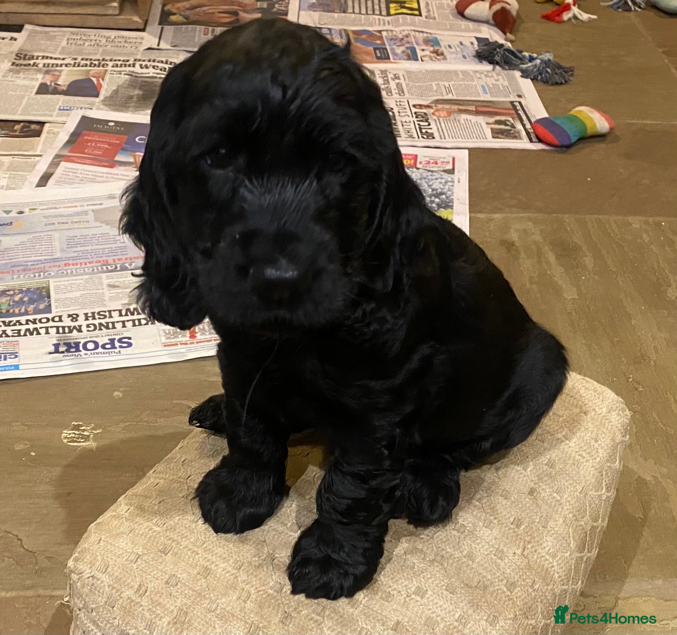 Cocker Spaniel dogs Cocker Spaniel Show Type All Black Rugby Player - Advert 5