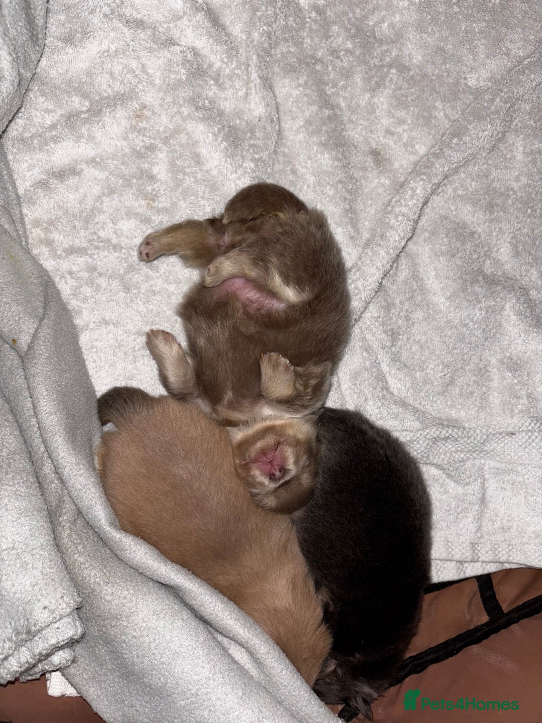 Pomeranian dogs for sale: Rare KC Lilac, Blue and Blue Sable Pups!  - Advert 4