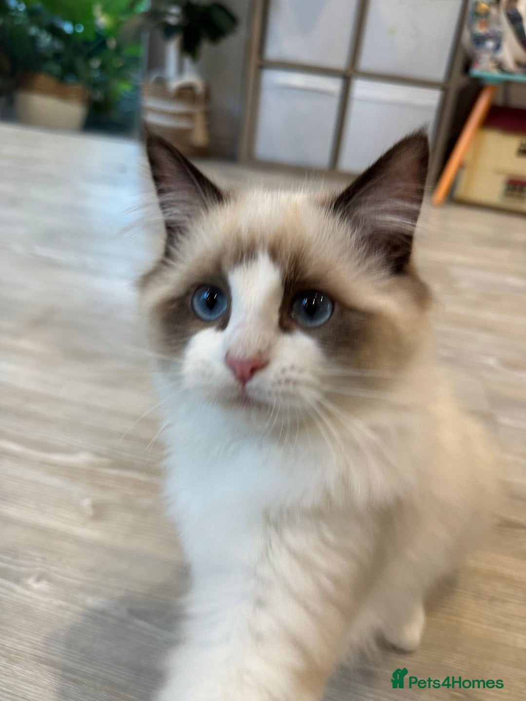 Ragdoll cats for sale: Rare European Chunky ragdolls - Image 30