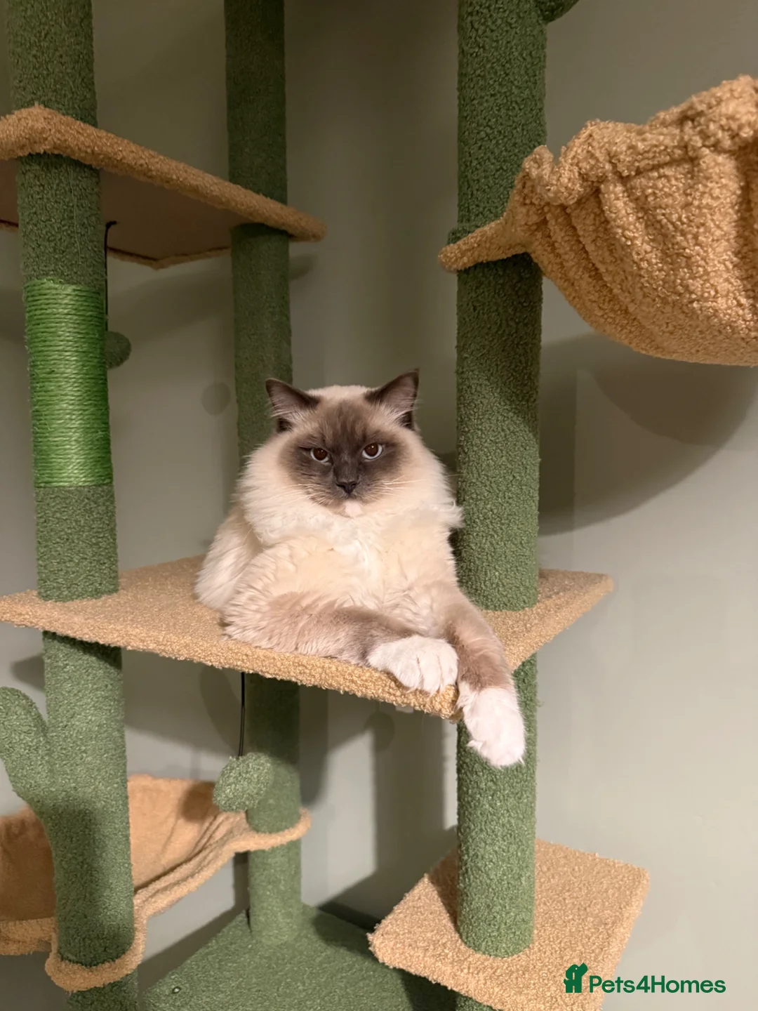 Ragdoll cats for sale: Male Ragdoll - Advert 6