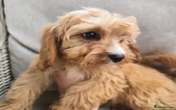 Cavapoo dogs for sale: Cavapoobabiesuk litter has arrived - Image 6