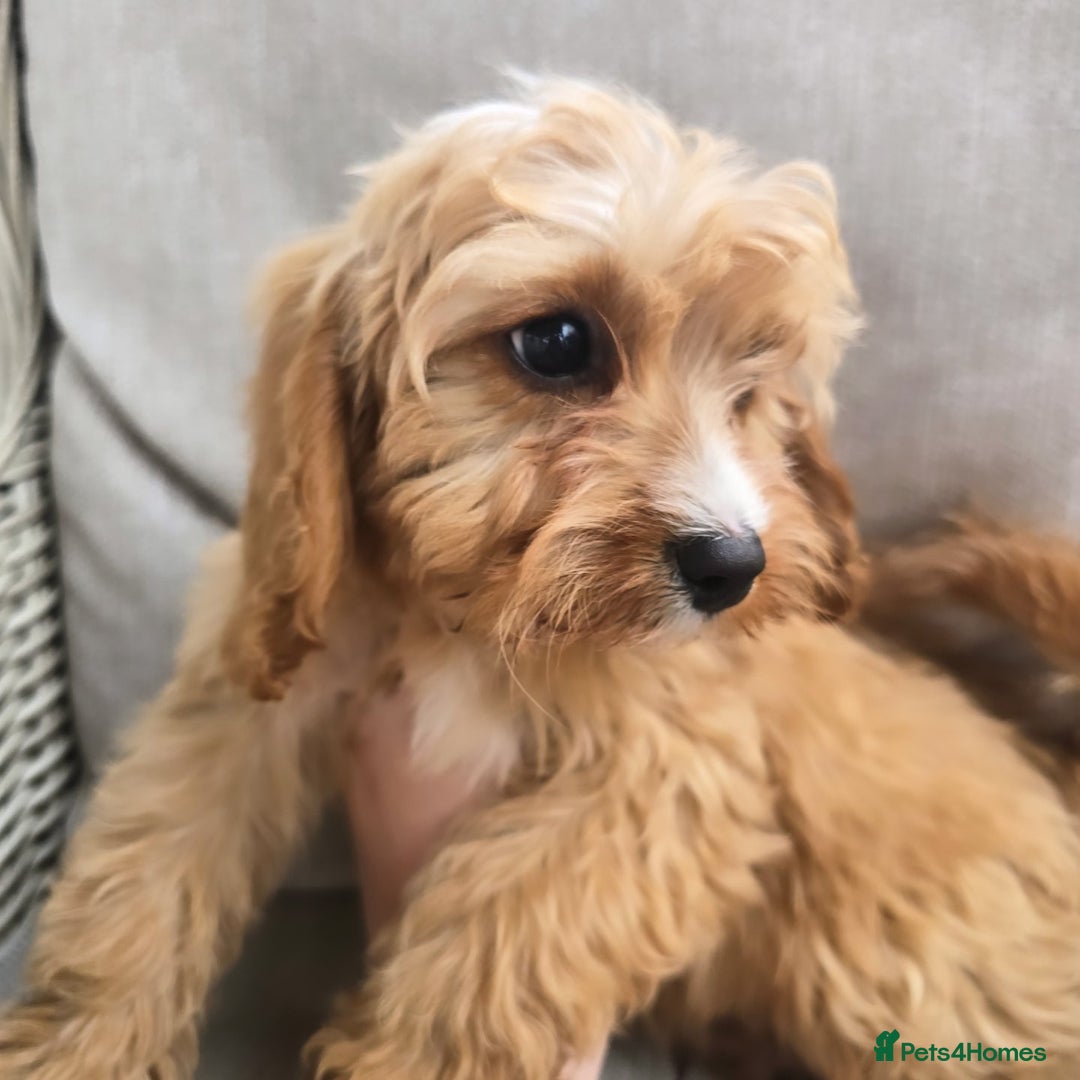 Cavapoo dogs for sale: Cavapoobabiesuk litter has arrived - Image 6