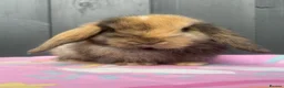 Mini Lop rabbits for sale: Pure bred pedigreed baby mini lops  - Advert 16