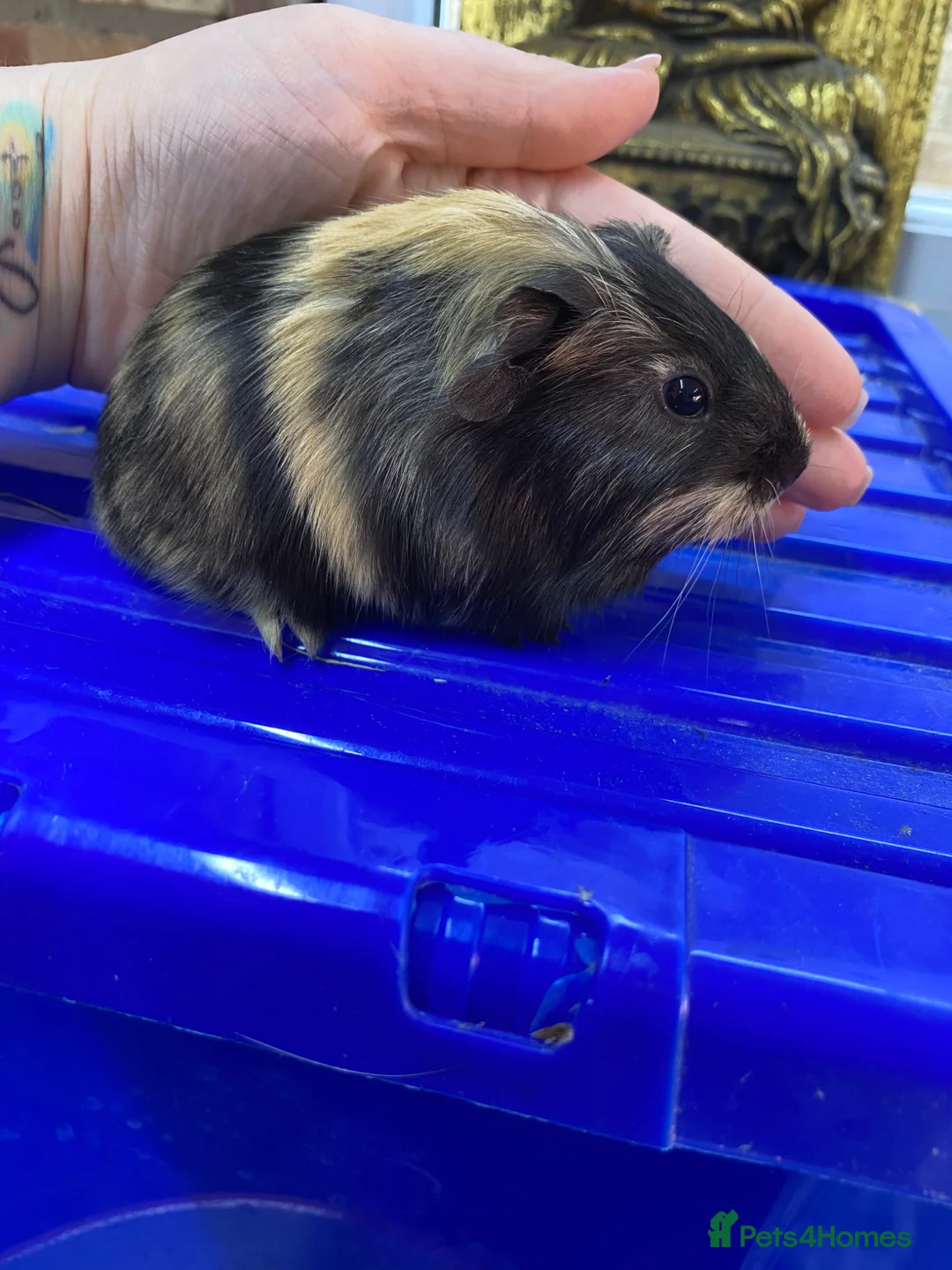Guinea Pig rodents for sale: Gunieapigs ready to be reserved  - Advert 3