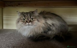 Persian cats for sale: Beautiful Chinchilla Persian girl  - Image 5