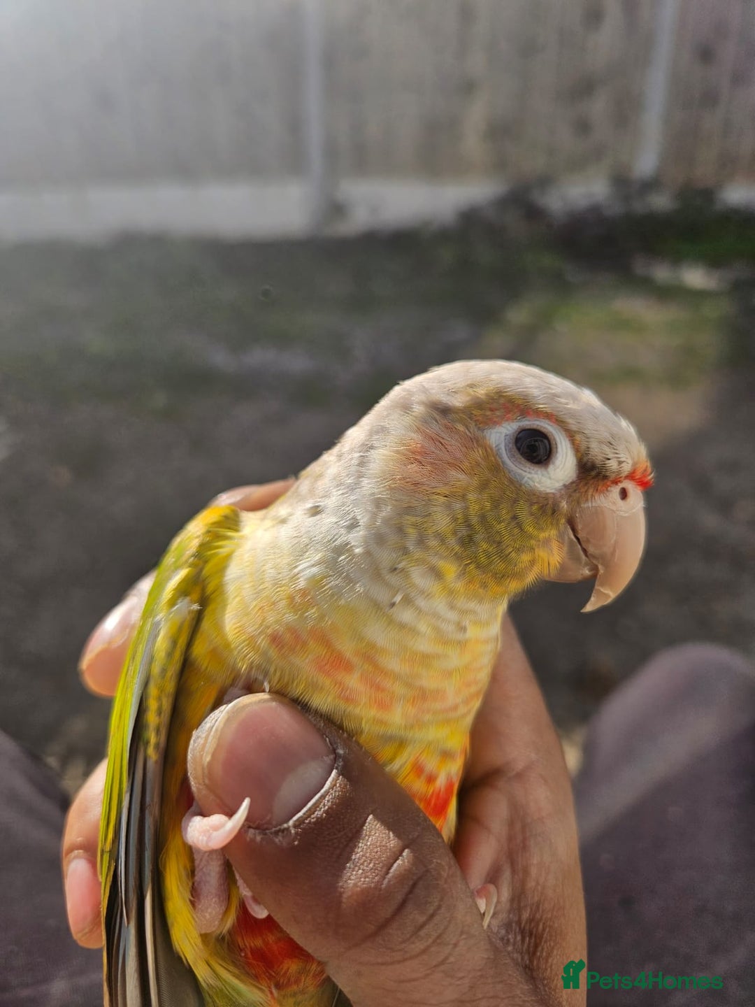 Conures birds for sale: Tame Male & Female Pineapple Conures - Image 22